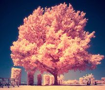 flowers-pink-nature-tree-pretty-505072.jpg