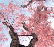 inspiration-pink-tree-489238.jpg