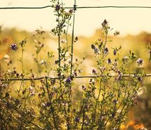 nature-fence-purple-flowers-472696.jpg